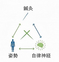 鍼灸　姿勢　自律神経
